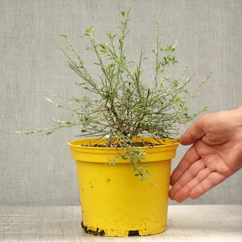 Spécimen de Cytisus racemosus Phebus - Genêt de Tenerife Pot de 2L/3L tel que livré en été