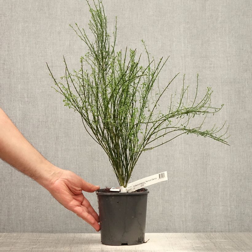 Spécimen de Cytisus scoparius Apricot Gem - Genêt à balais Pot de 2L/3L tel que livré en été