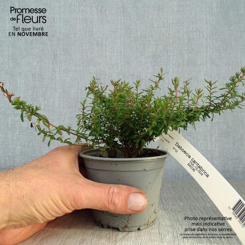 Spécimen de Daboecia cantabrica - Bruyère de Saint Daboec Pot de 12 cm / 13 cm tel que livré en automne