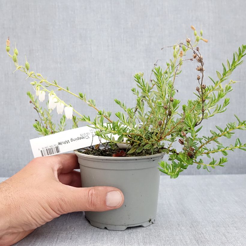 Spécimen de Daboecia cantabrica Creeping White - Bruyère de Saint Daboec Pot de 12 cm / 13 cm tel que livré au printemps