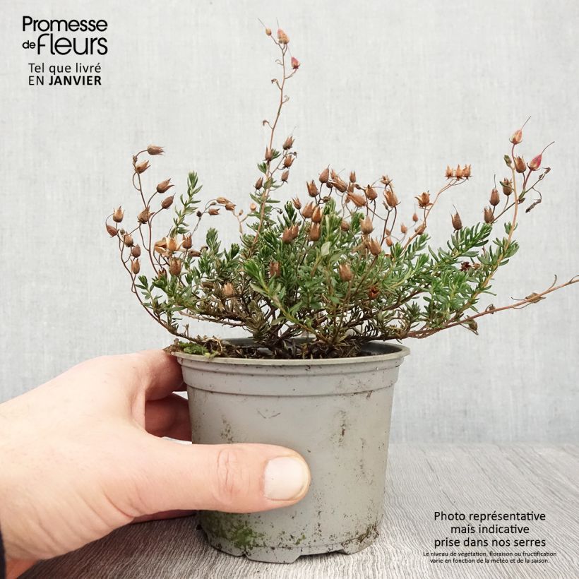 Spécimen de Daboecia cantabrica Cupido - Bruyère de Saint Daboec Pot de 12 cm / 13 cm tel que livré en hiver