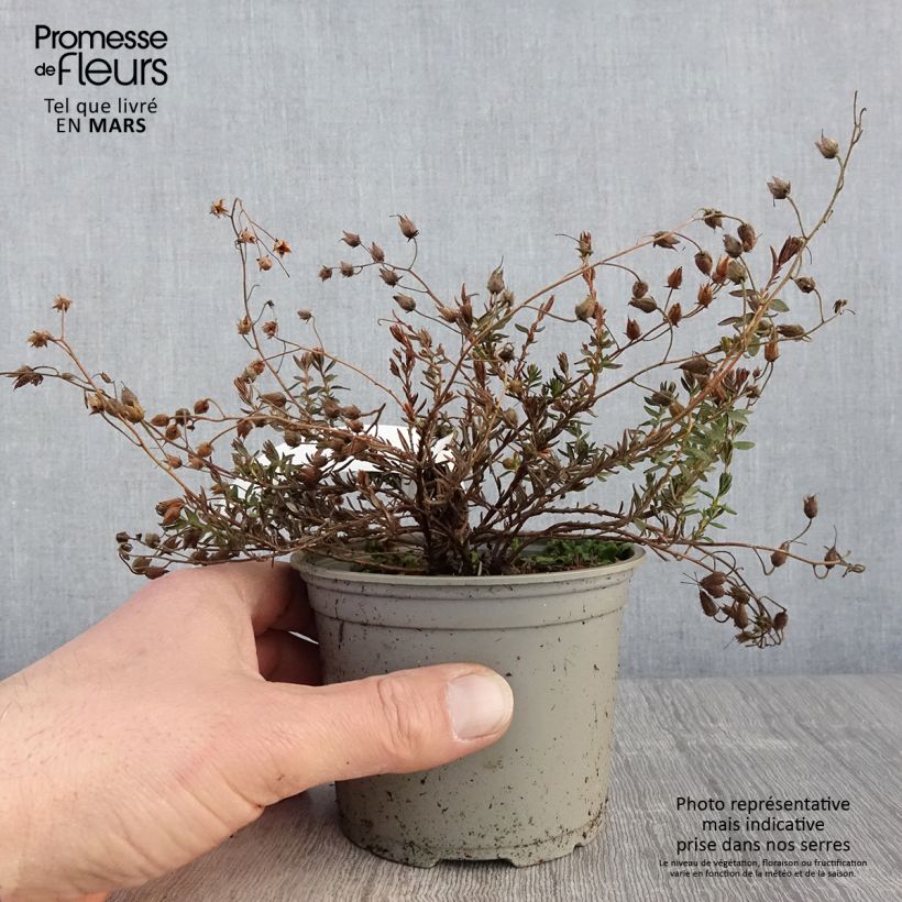 Spécimen de Daboecia cantabrica Cupido - Bruyère de Saint Daboec - Pot de 12 cm tel que livré au printemps