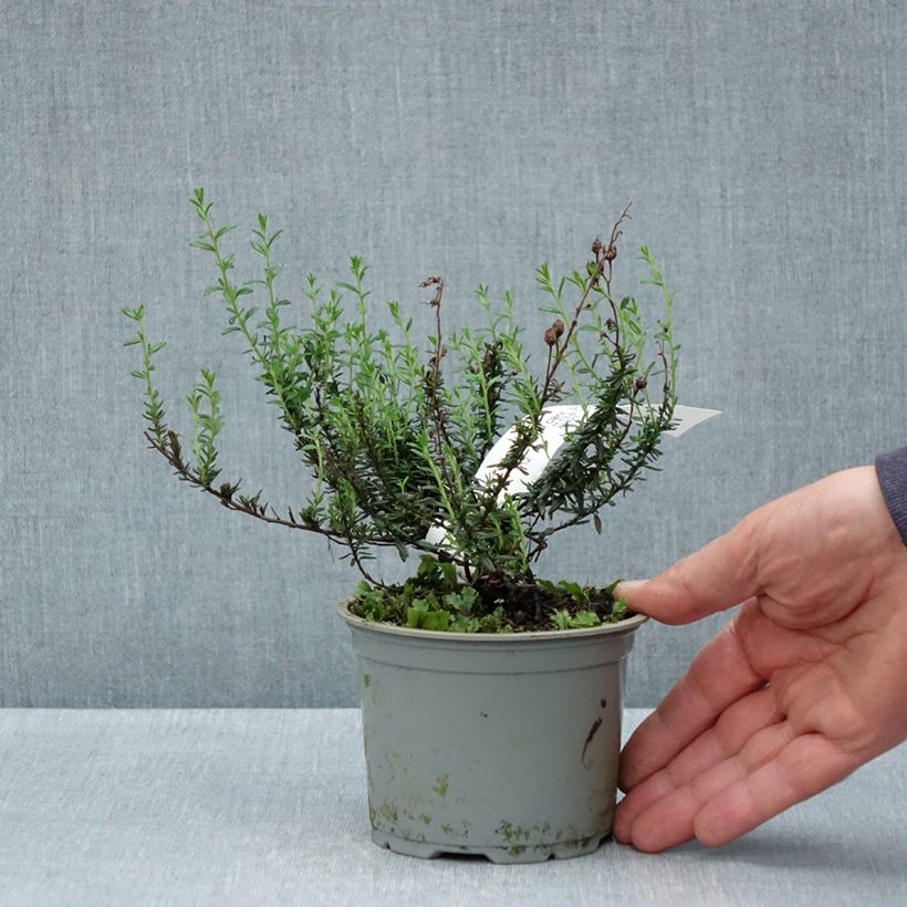 Spécimen de Daboecia cantabrica Purpurea - Bruyère de Saint Daboec Pot de 12 cm tel que livré au printemps