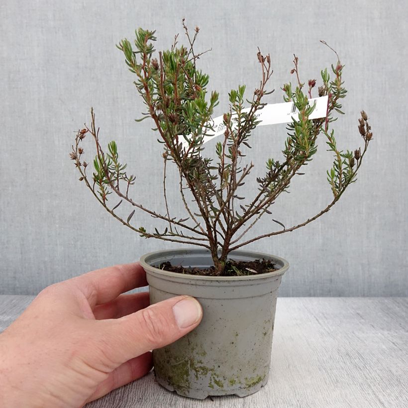 Spécimen de Daboecia cantabrica Vanessa - Bruyère de Saint Daboec - Pot de 12 cm tel que livré au printemps