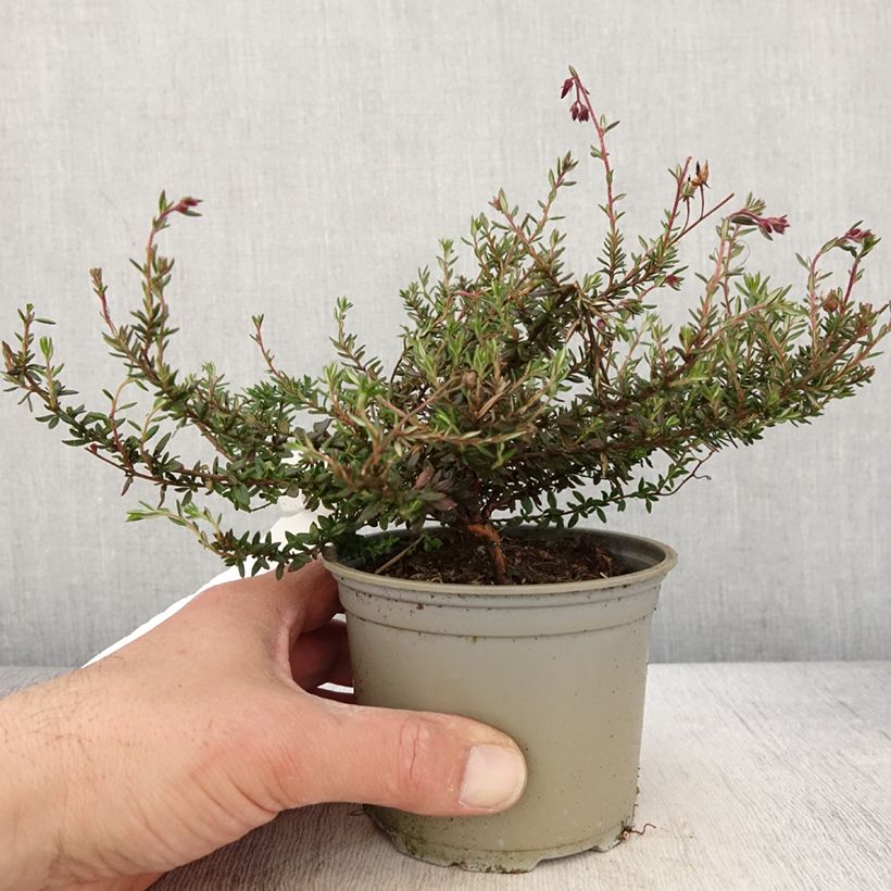 Spécimen de Daboecia scotica Goscote - Bruyère Pot de 12 cm / 13 cm tel que livré au printemps