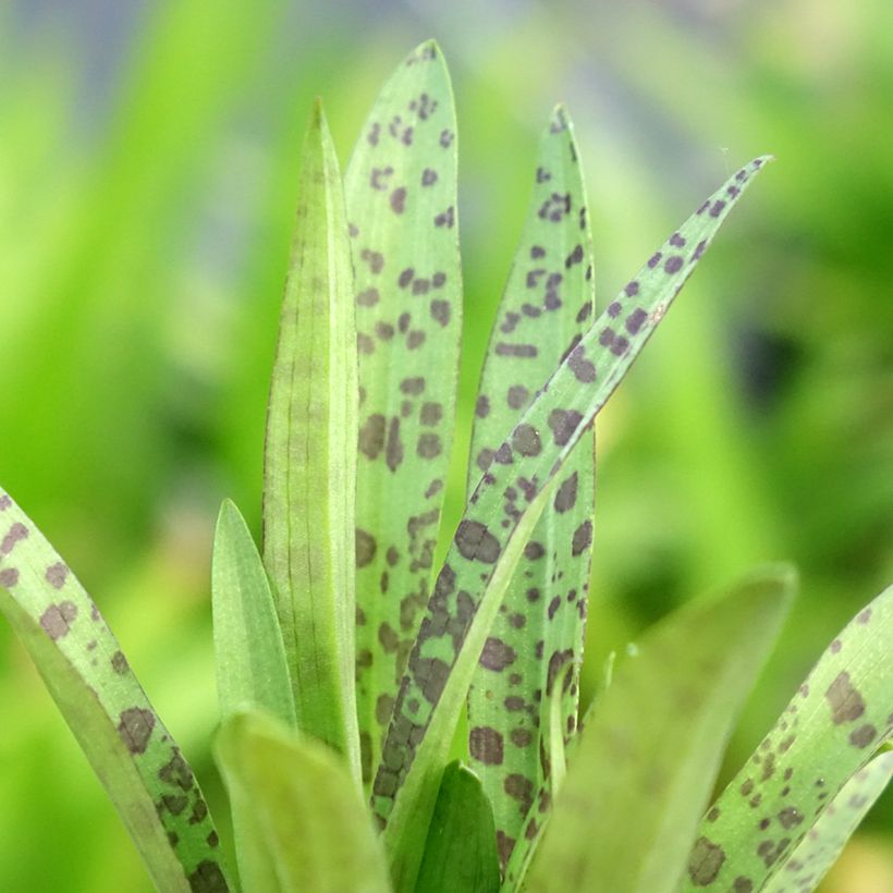 Dactylorhiza alpestris - Orchis des Alpes (Feuillage)