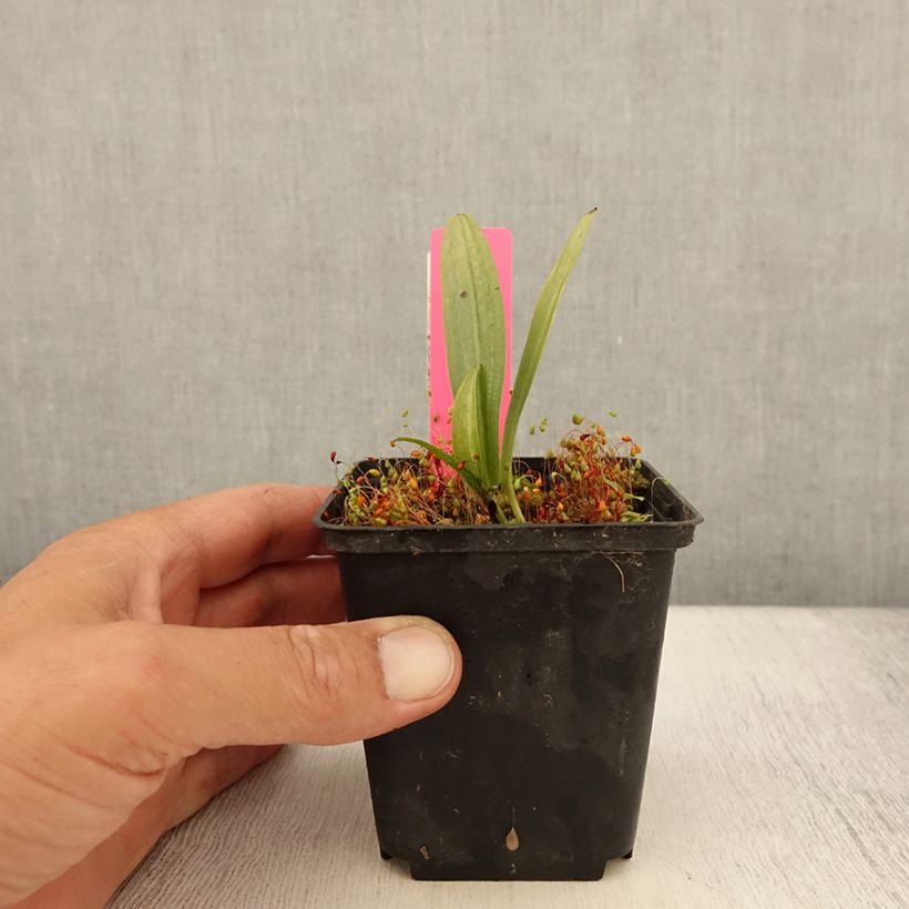 Spécimen de Dactylorhiza fuchsii - Orchis de Fuchs Godet de 8/9 cm tel que livré en été