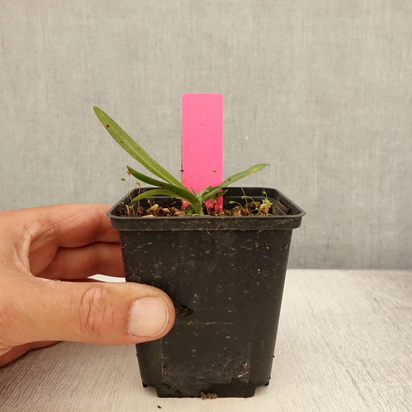 Spécimen de Dactylorhiza maculata, Orchis tacheté - Orchidée terrestre et vivace Godet de 8/9 cm tel que livré en été