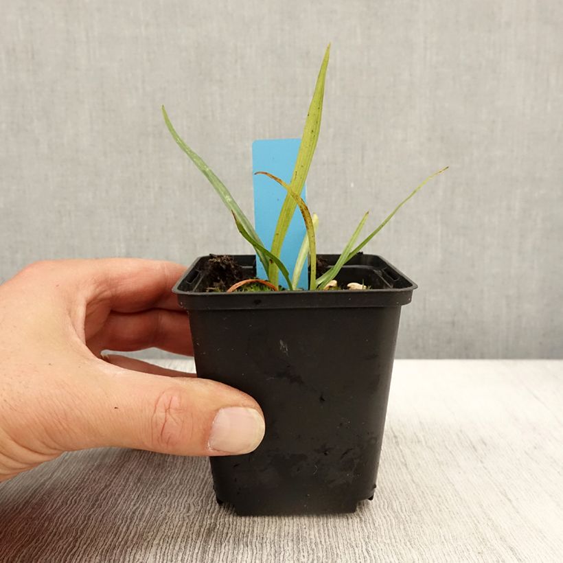 Spécimen de Dactylorhiza praetermissa - Orchis négligé Godet de 8/9 cm tel que livré en automne