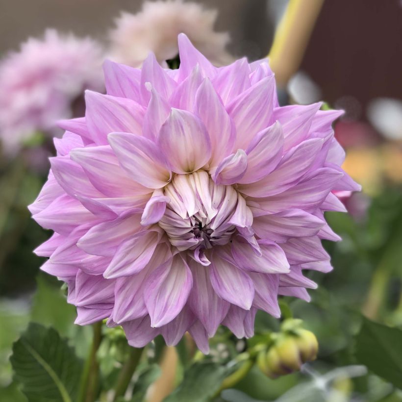 Dahlia décoratif Almand's Joy (Floraison)