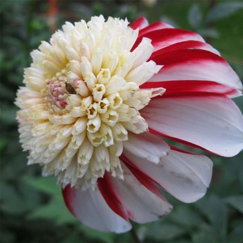 Dahlia Anémone Bon Odori (Floraison)