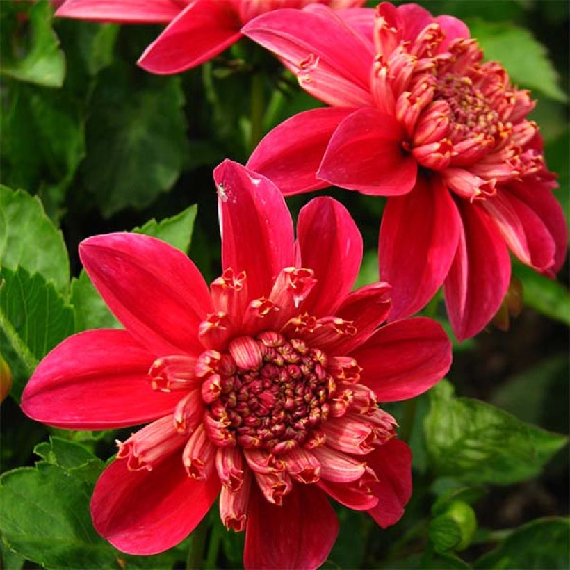 Dahlia anémone Inca (Floraison)