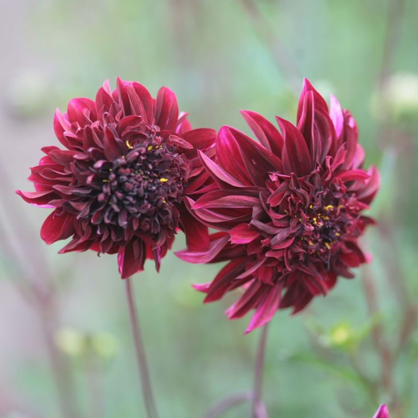 Dahlia anémone Soulman (Floraison)