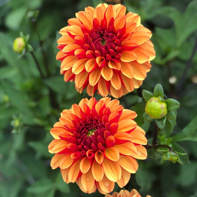 Dahlia Balle American Sunset (Floraison)