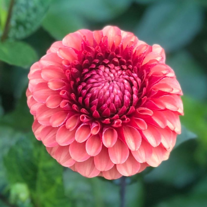 Dahlia balle Brown Sugar (Floraison)