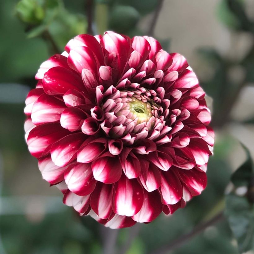 Dahlia balle Cum Laude (Floraison)