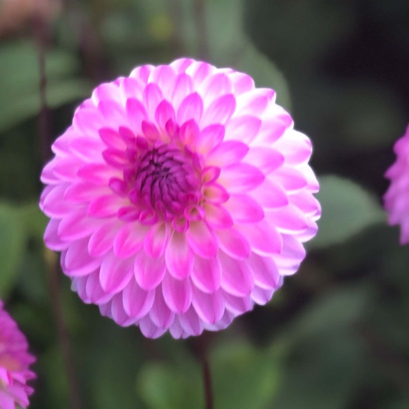 Dahlia balle Martina (Floraison)