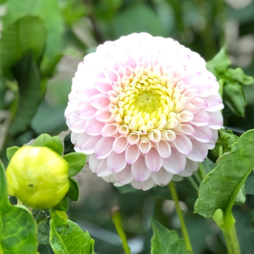 Dahlia balle Pink Pearl (Floraison)