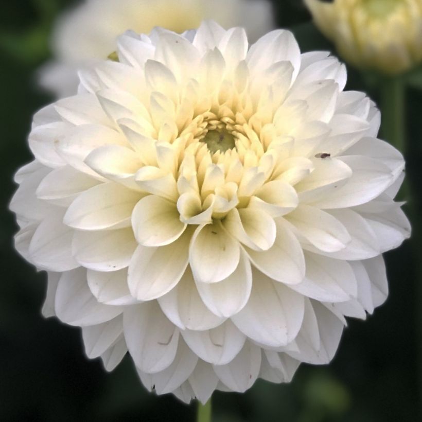 Dahlia balle Polar Ice (Floraison)