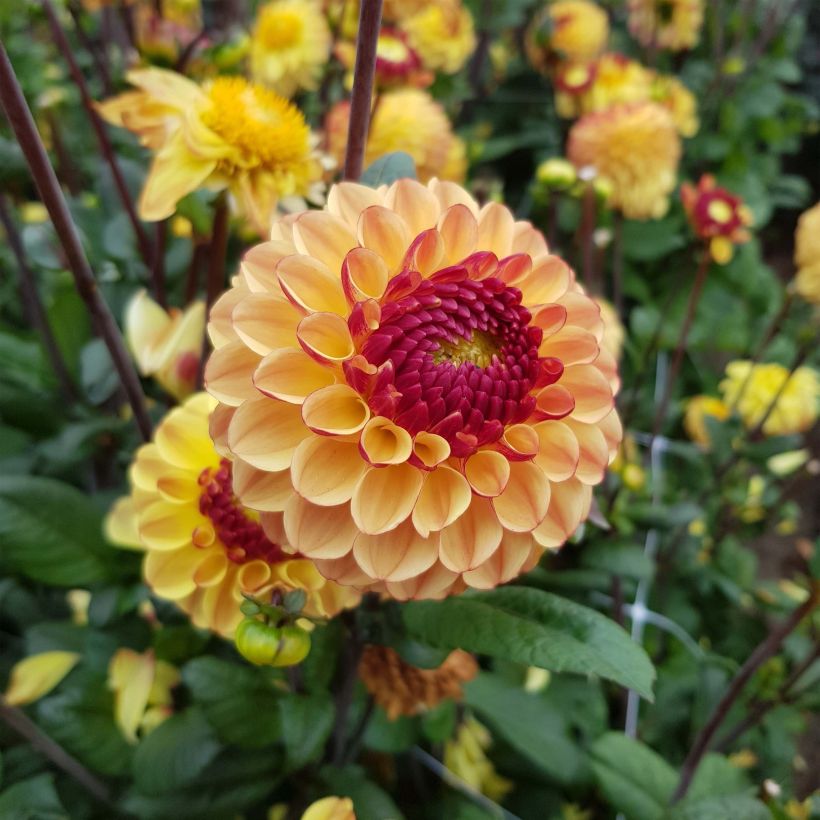 Dahlia balle Summer Haze (Floraison)