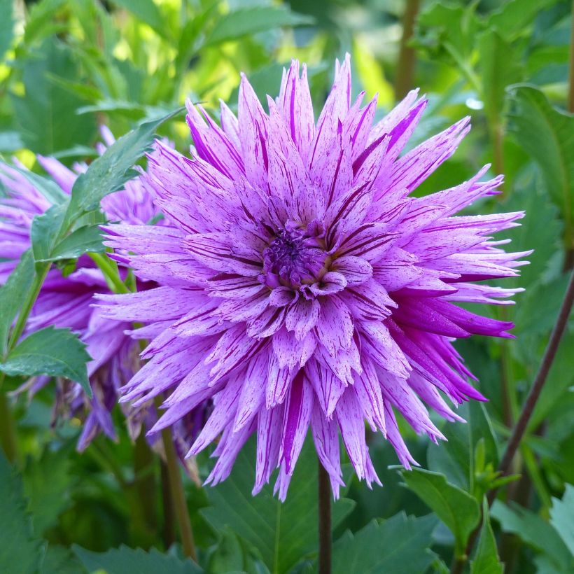 Dahlia cactus dentelle Striped Ambition (Floraison)