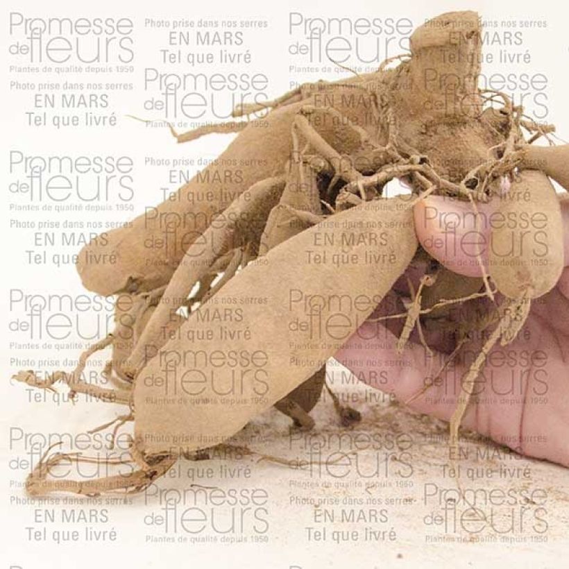 Exemple de spécimen de Dahlia cactus dentelle Urchin Bulbe tel que livré