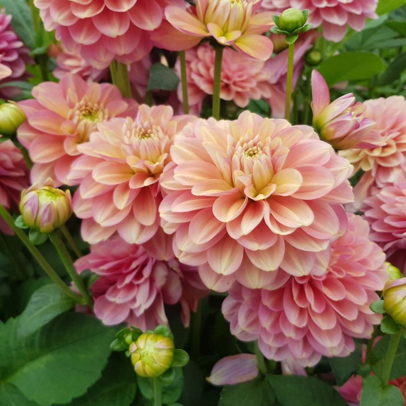 Dahlia camélia Milena Fleur (Floraison)