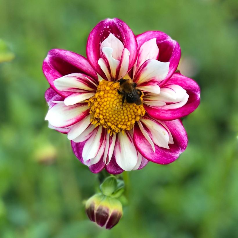 Dahlia collerette Bumble Rumble (Floraison)