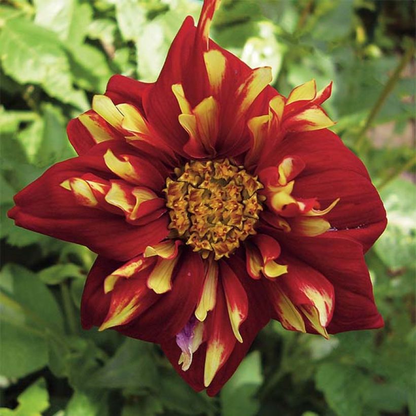 Dahlia collerette Impression Festivo (Floraison)