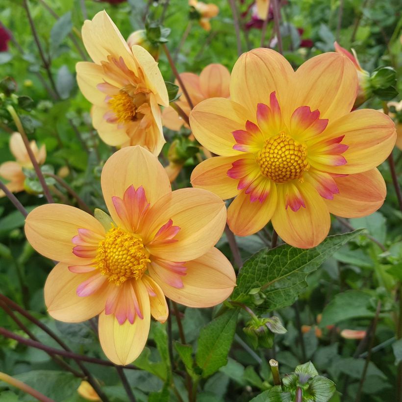 Dahlia collerette Kelsey Annie Joy (Floraison)