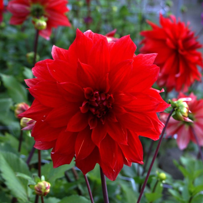Dahlia décoratif Babylon rouge (Floraison)