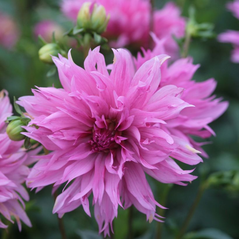 Dahlia décoratif Frizzle Sizzle (Floraison)