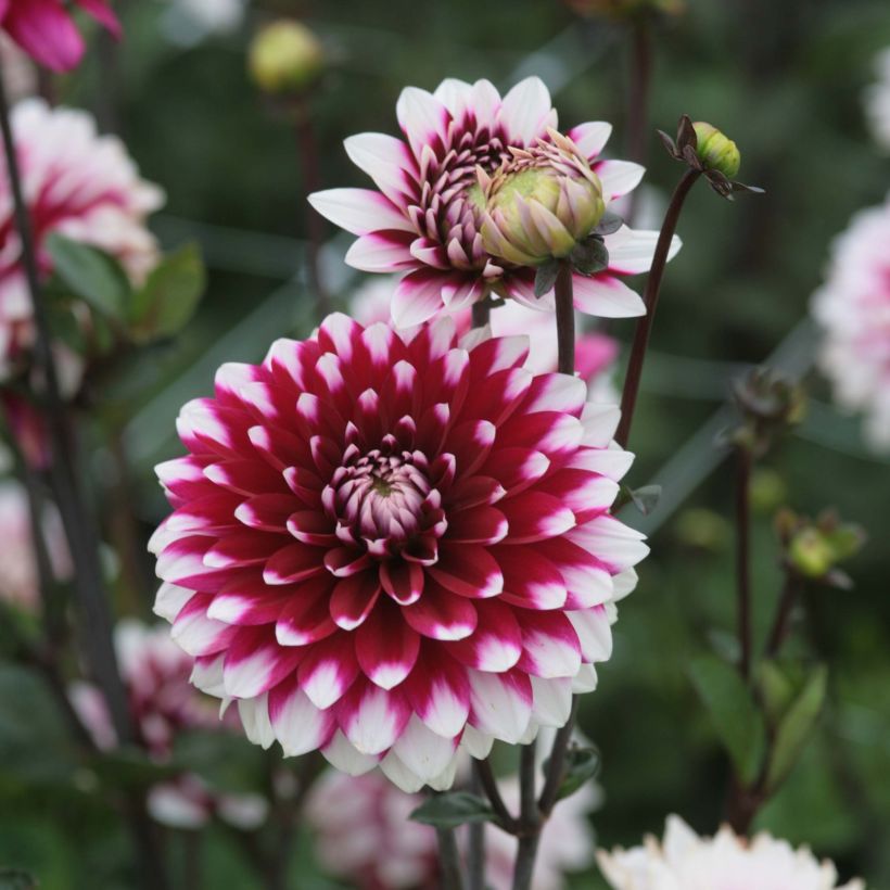 Dahlia décoratif Karma Yin Yang (Floraison)