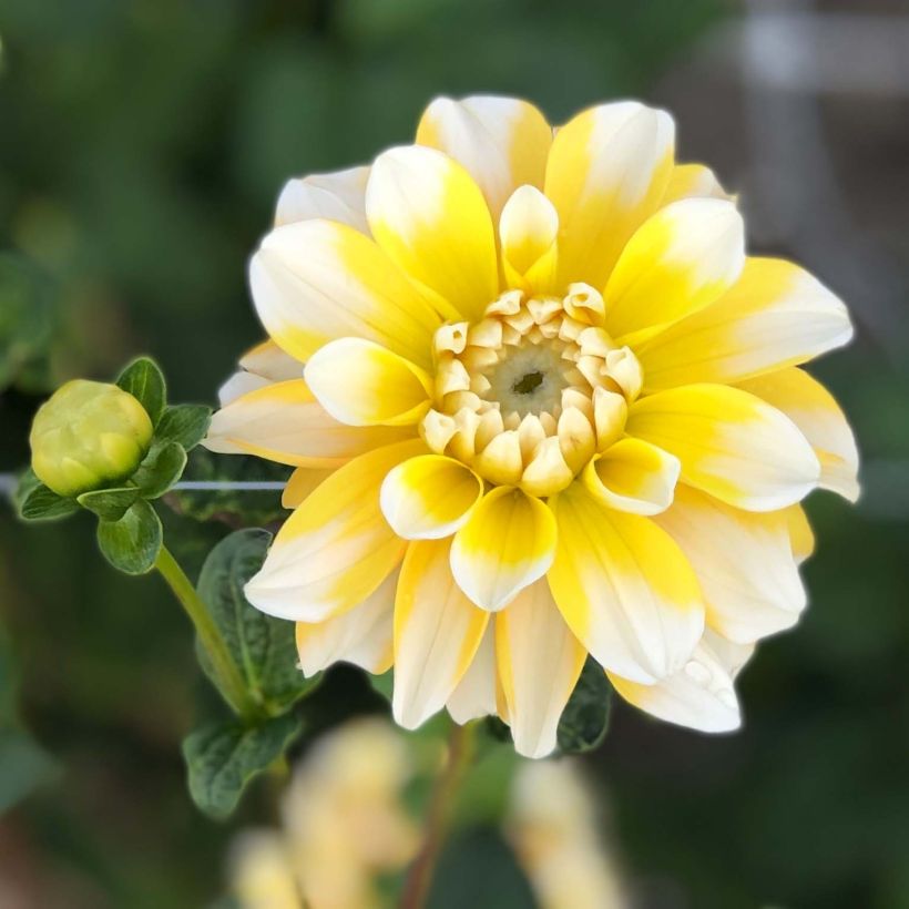 Dahlia décoratif Lemon Cane (Floraison)