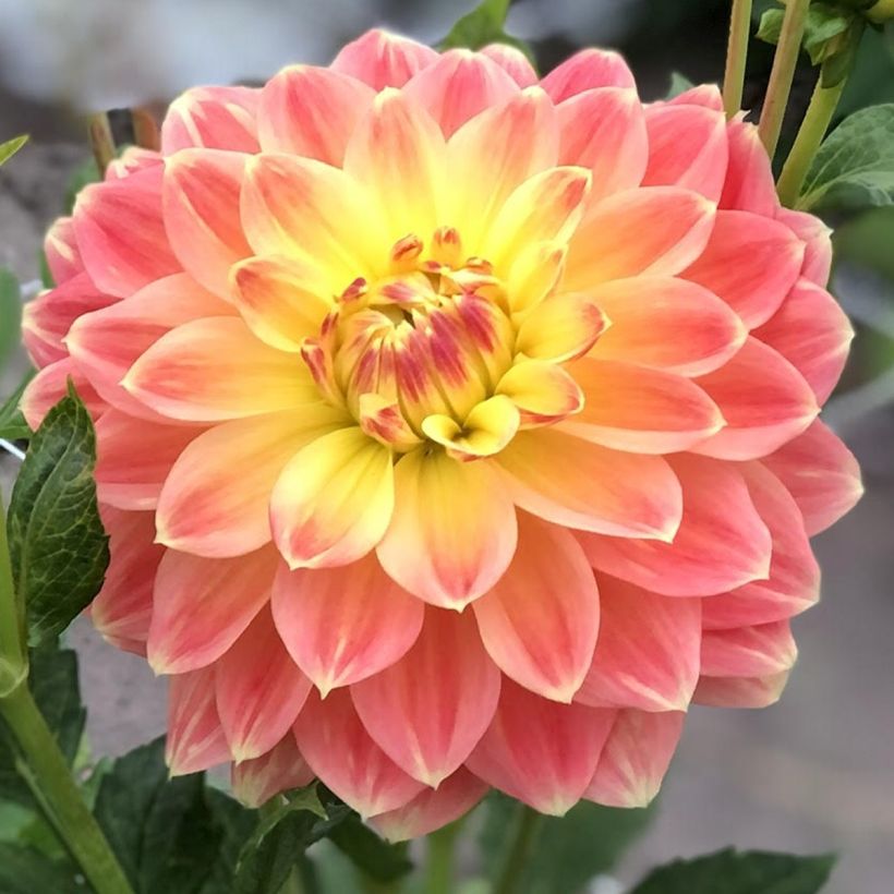 Dahlia décoratif October Sky (Floraison)