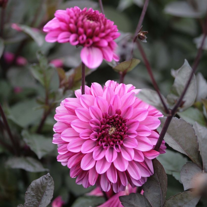 Dahlia décoratif Profundo (Floraison)