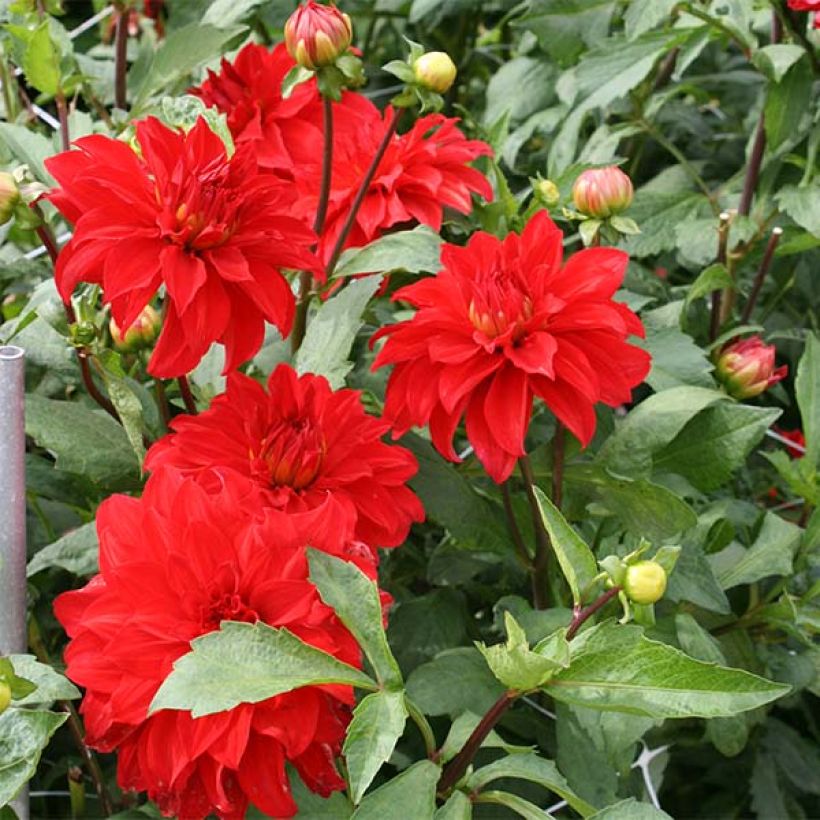 Dahlia géant Barbarossa (Floraison)