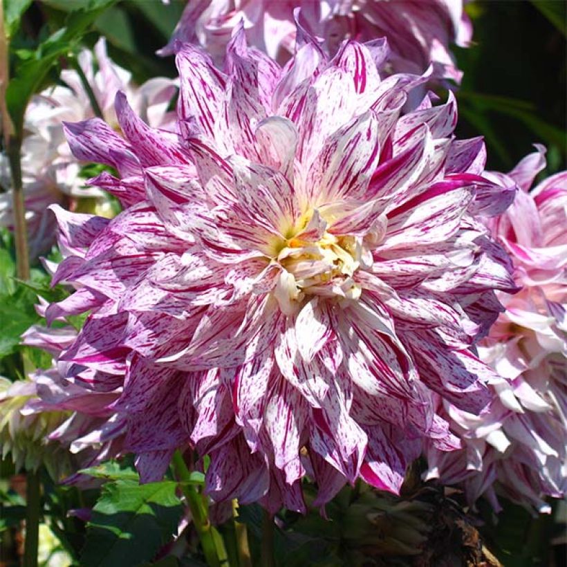 Dahlia géant Bristol Stripe (Floraison)