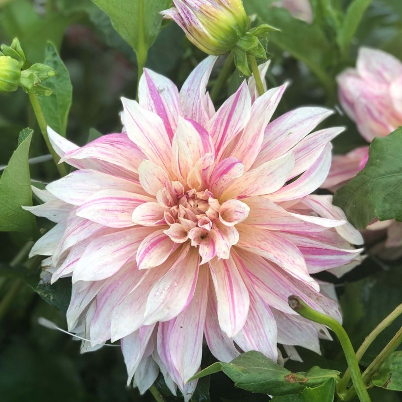 Dahlia géant Café au Lait Twist (Floraison)