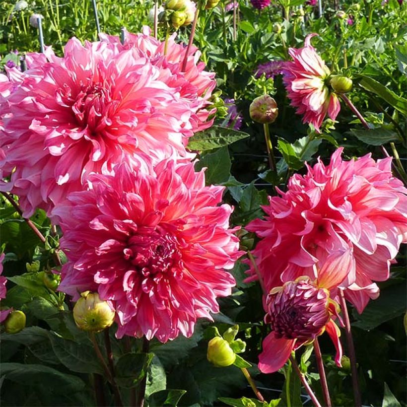 Dahlia géant Islander (Floraison)