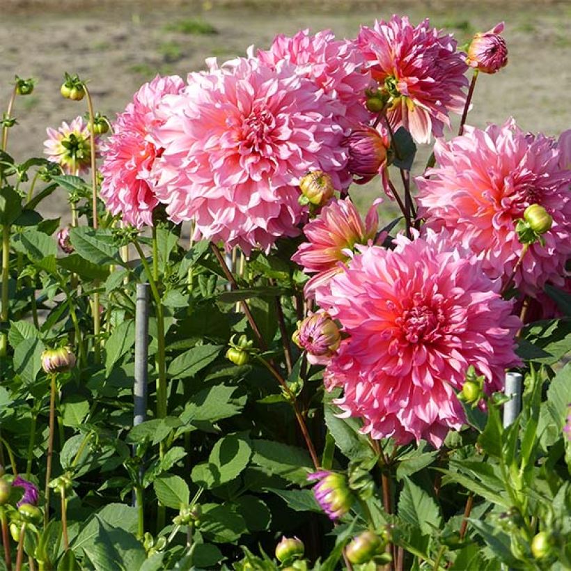 Dahlia géant Islander (Port)