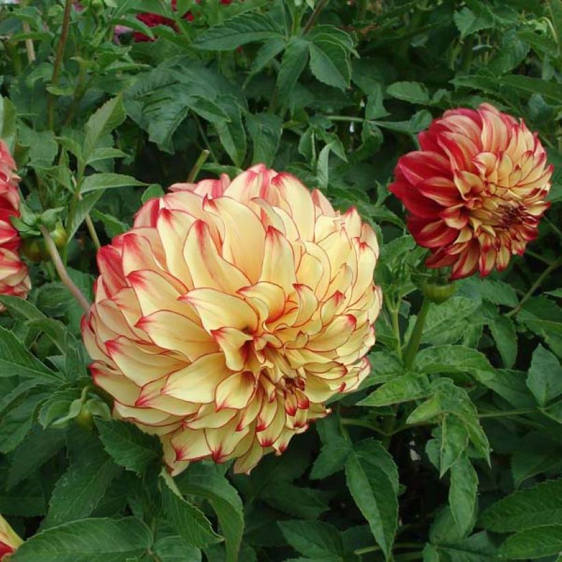 Dahlia géant Lady Darlene (Floraison)