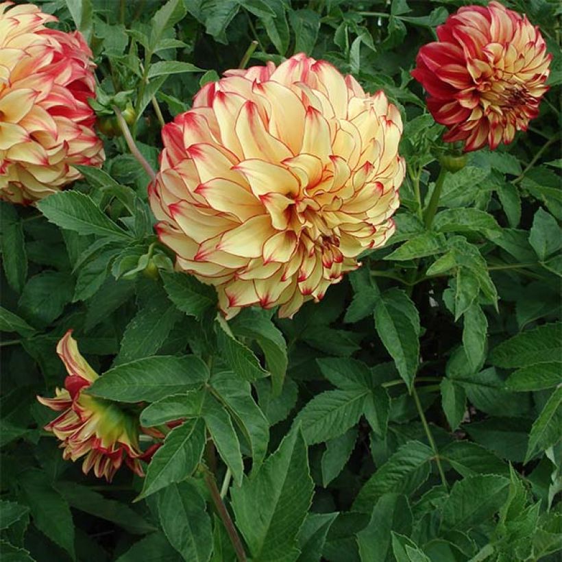 Dahlia géant Lady Darlene (Port)