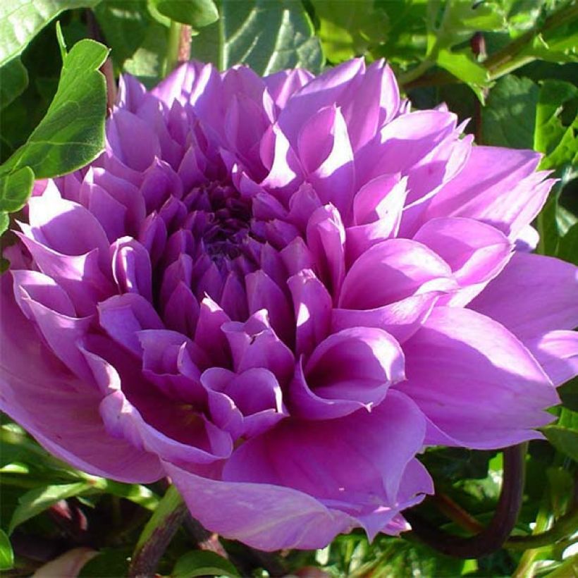 Dahlia géant Lilac Time (Floraison)