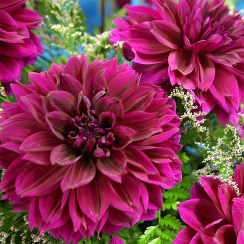 Dahlia géant Thomas Edison (Floraison)