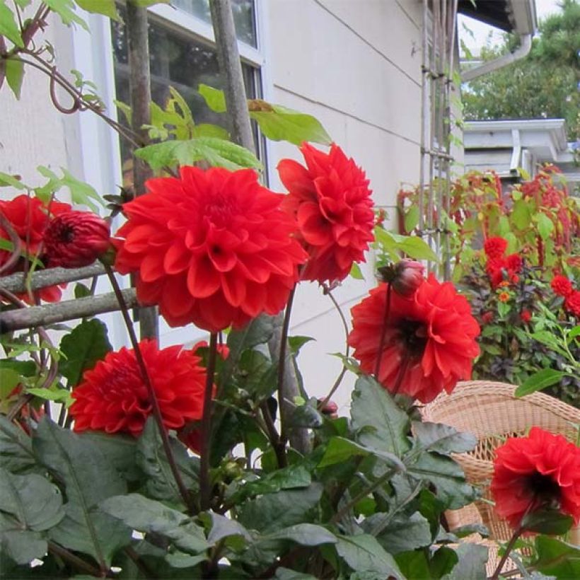 Dahlia nain Ellen Houston  (Floraison)