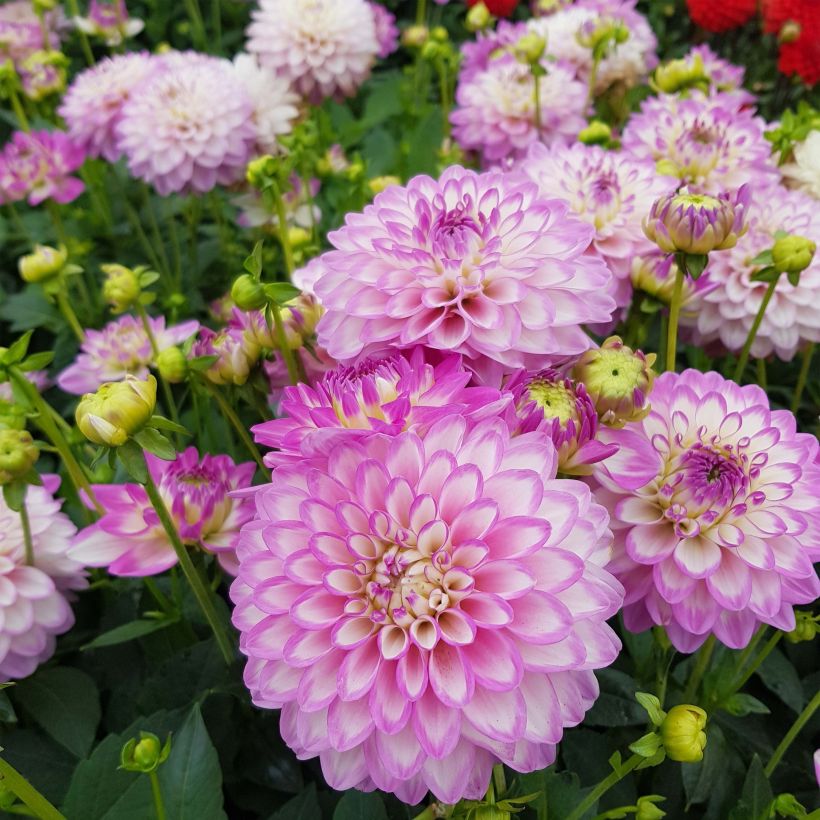 Dahlia nain Melody Dixie (Floraison)