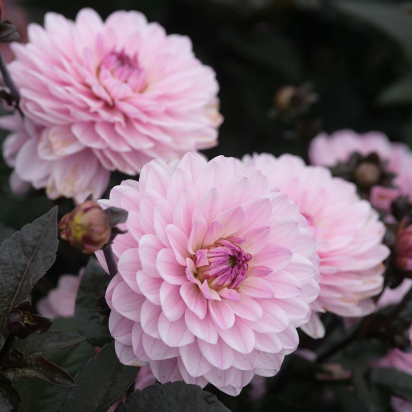 Dahlia nain Melody Harmony (Floraison)