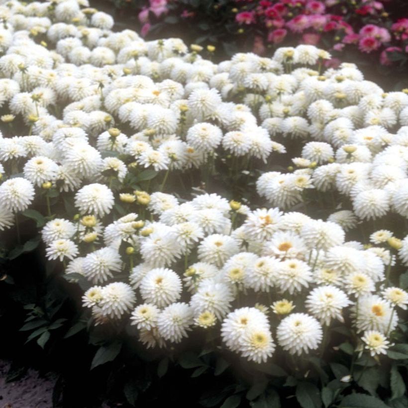 Dahlia Nain Polar glow (Floraison)