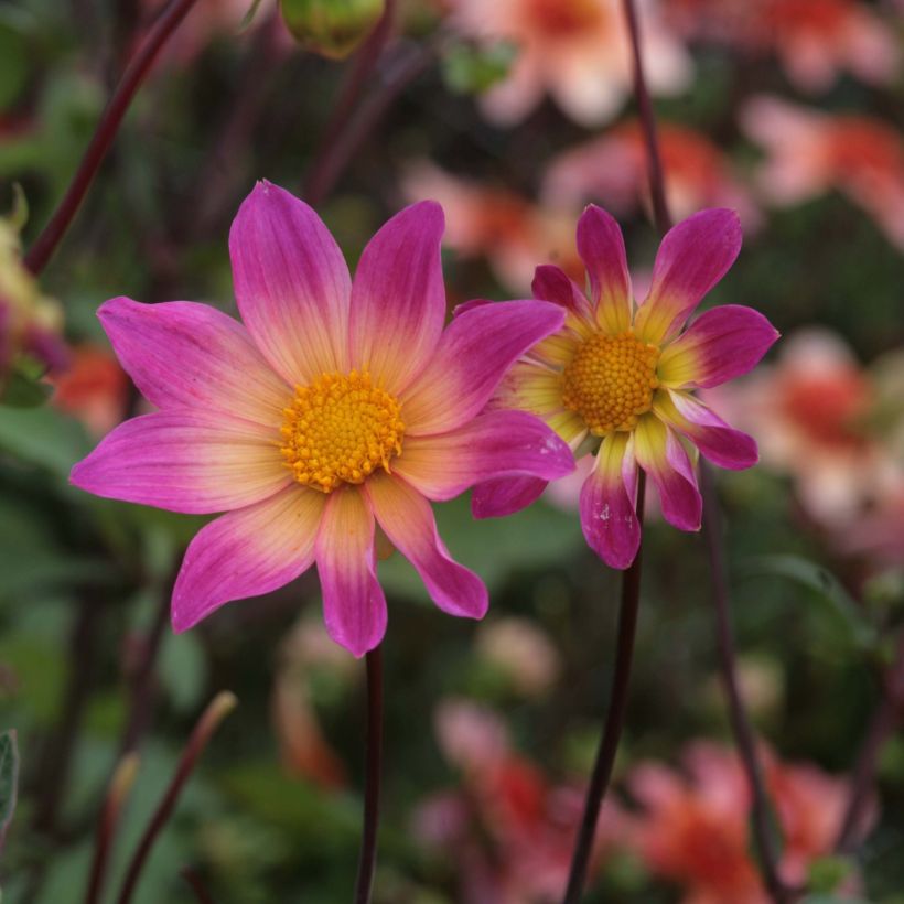 Dahlia paysage Bright Eyes (Floraison)